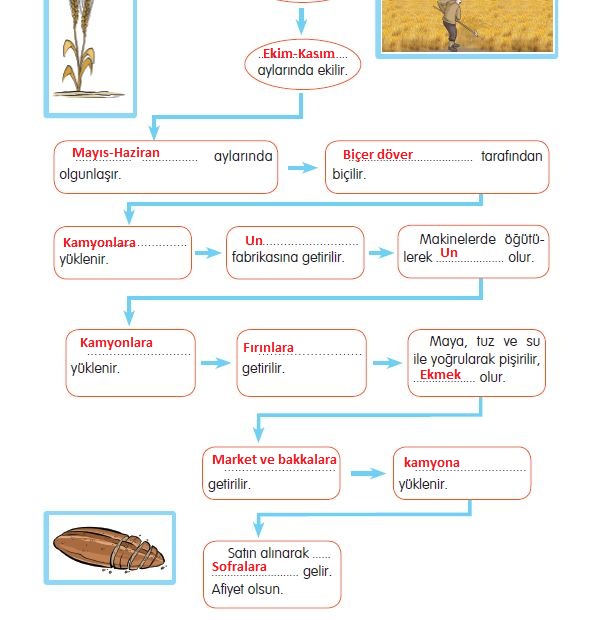 ekmeğin tarladan sofraya kadar hikayesi