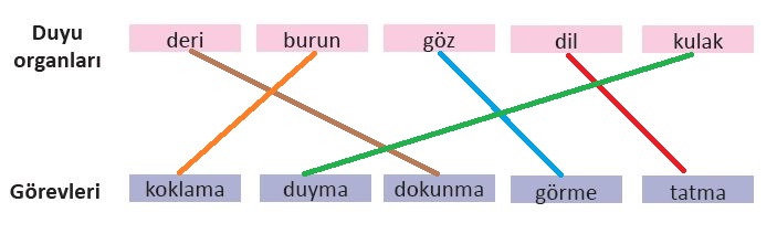 3. Sınıf Fen Bilimleri Ders Kitabı 60. Sayfa Cevapları