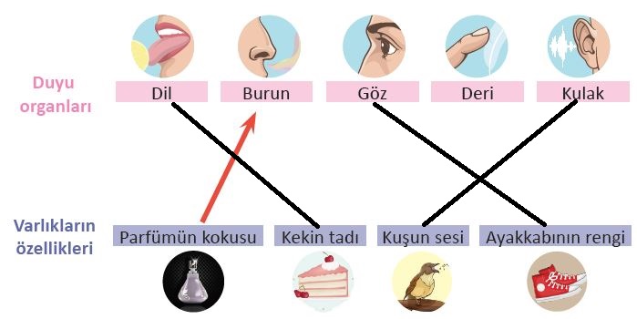 3. Sınıf Fen Bilimleri Ders Kitabı 64. Sayfa Cevapları