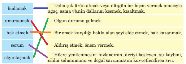 kelimeler ve anlamları