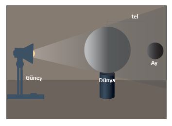 6. Sınıf Fen Bilimleri 37. Sayfa Cevapları