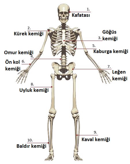 6. Sınıf Fen Bilimleri 58. Sayfa Cevapları