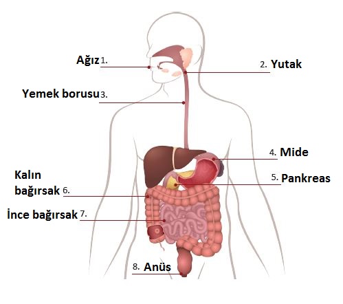 6. Sınıf Fen Bilimleri 65. Sayfa Cevapları
