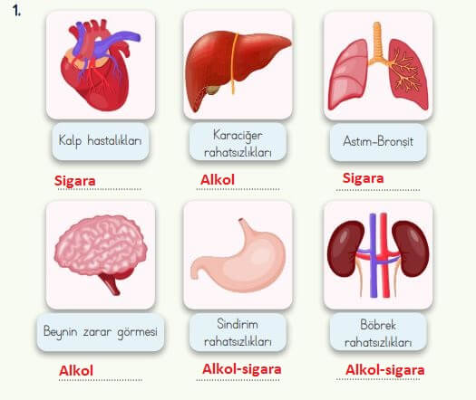 alkol ve sigaranın zarar verdiği organlar