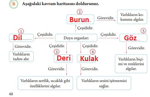 duyu organları kavram haritası