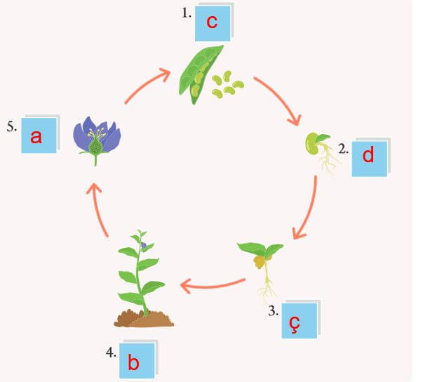 bitkilerin yaşam döngüsü