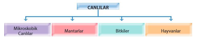 canlıların sınıflanması