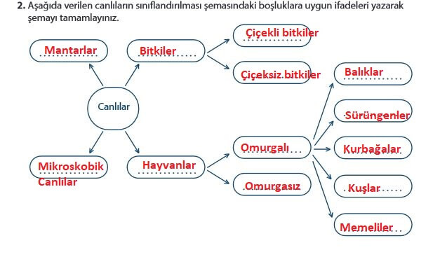 5. Sınıf Fen Bilimleri 67. Sayfa cevapları MEB 