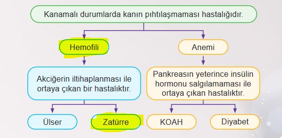 6. Sınıf Fen Bilimleri Sayfa 211 Cevapları MEB 