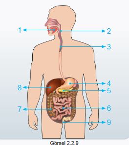 sindirim organları