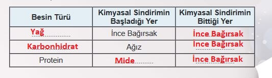 besinlerin sindirimi