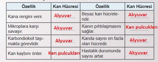 kan hücrelerine ait özellikler