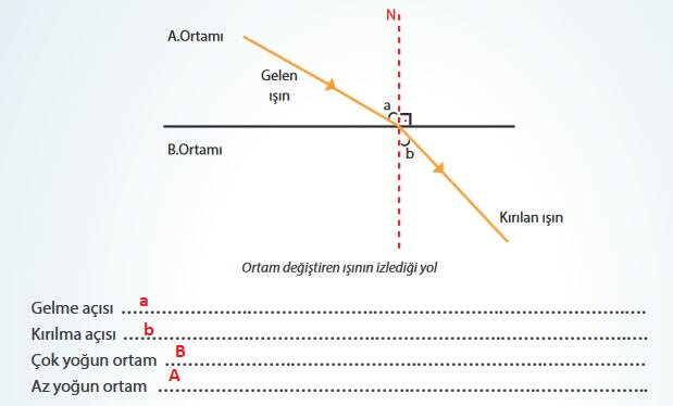 7. Sınıf Fen Bilimleri Sayfa 179 Cevapları MEB 