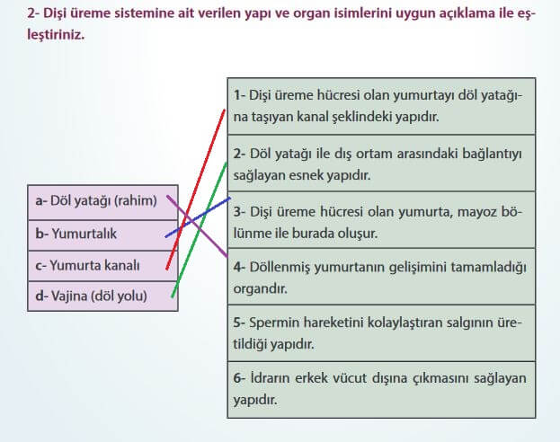 7. Sınıf Fen Bilimleri Sayfa 193 Cevapları MEB 