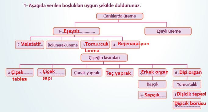 7. Sınıf Fen Bilimleri Sayfa 203 Cevapları MEB 