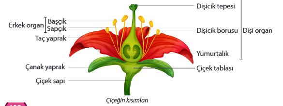 7. Sınıf Fen Bilimleri Sayfa 205 Cevapları MEB 