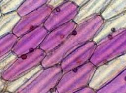 soğan zarı mikroskop altında